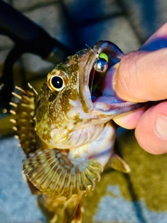 ガシラの釣果