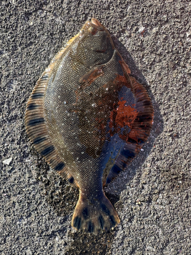 カレイの釣果