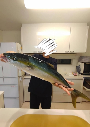 ワラサの釣果