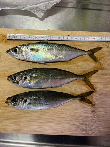 アジの釣果