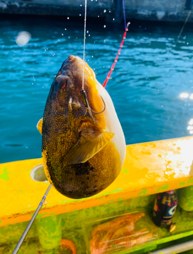 アカメフグの釣果