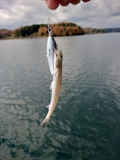 エソの釣果