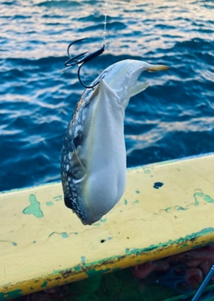 コモンフグの釣果