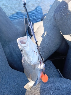 オオニベの釣果