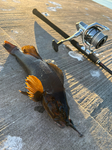 アイナメの釣果