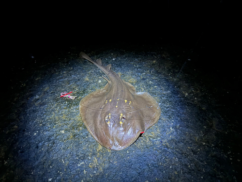 アカエイの釣果