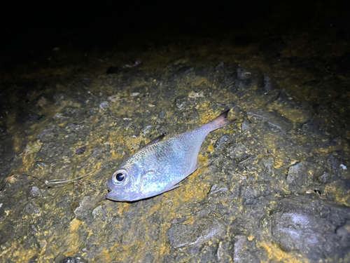 ミナミハタンポの釣果