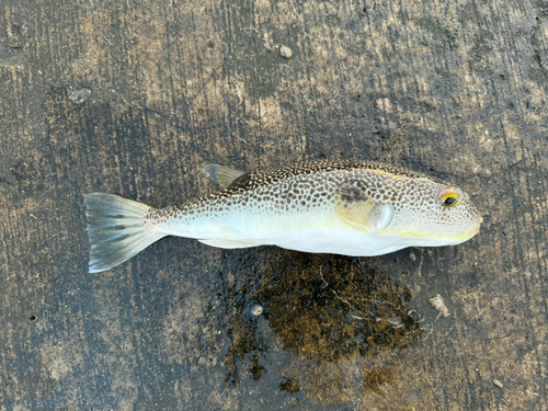 クサフグの釣果