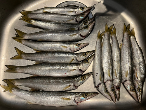 アカカマスの釣果