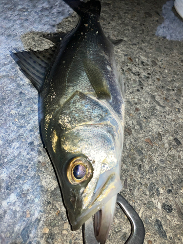 セイゴ（マルスズキ）の釣果