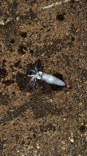 ヒイカの釣果