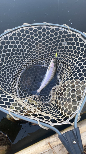 ニジマスの釣果