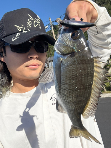 ミナミクロダイの釣果