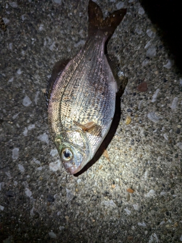 ウミタナゴの釣果