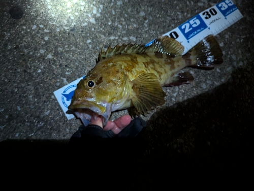 カサゴの釣果