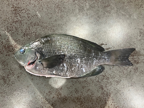 クチブトグレの釣果