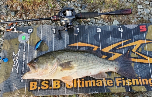 ブラックバスの釣果