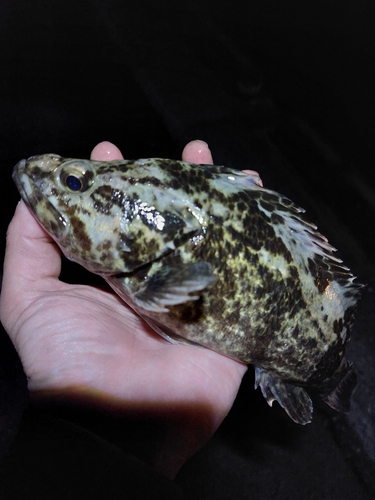 タケノコメバルの釣果