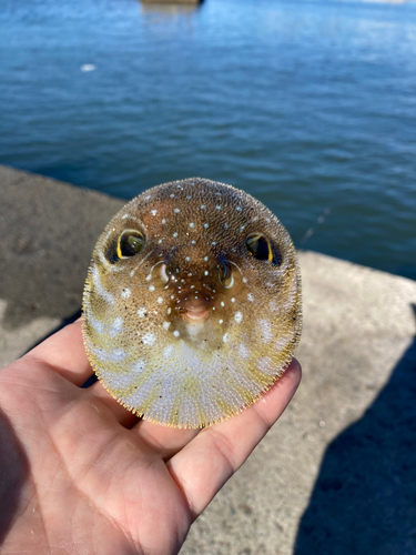 サザナミフグの釣果