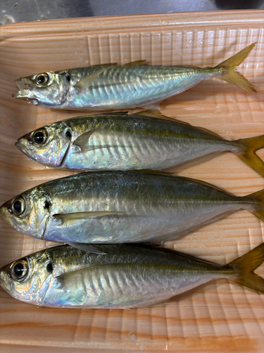 アジの釣果