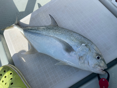 オニヒラアジの釣果