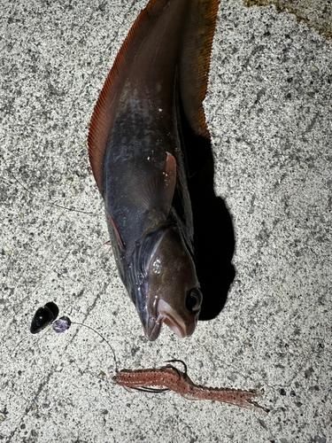 ドンコの釣果