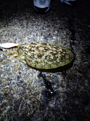 モンゴウイカの釣果