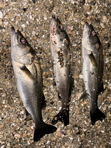 シーバスの釣果