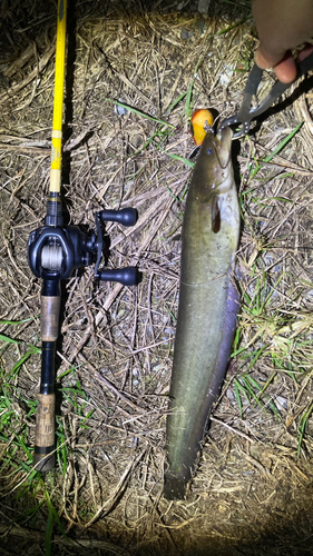 マナマズの釣果