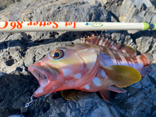 アカハタの釣果