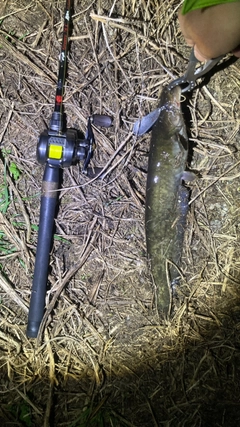 マナマズの釣果