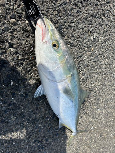 ブリの釣果