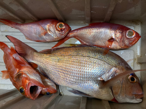 マダイの釣果