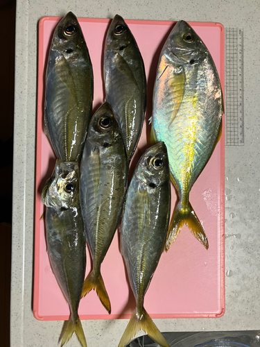 シマアジの釣果