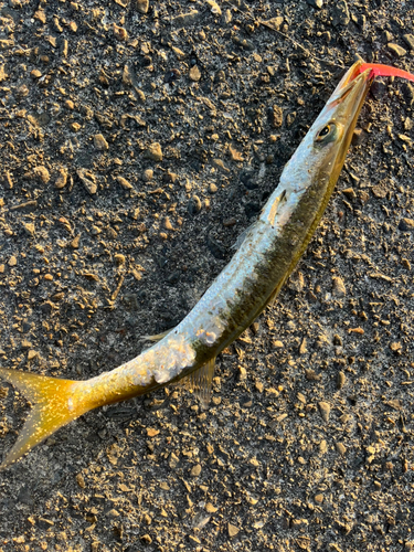 アカカマスの釣果