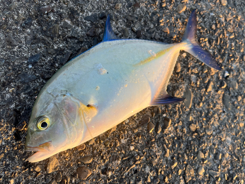 カスミアジの釣果