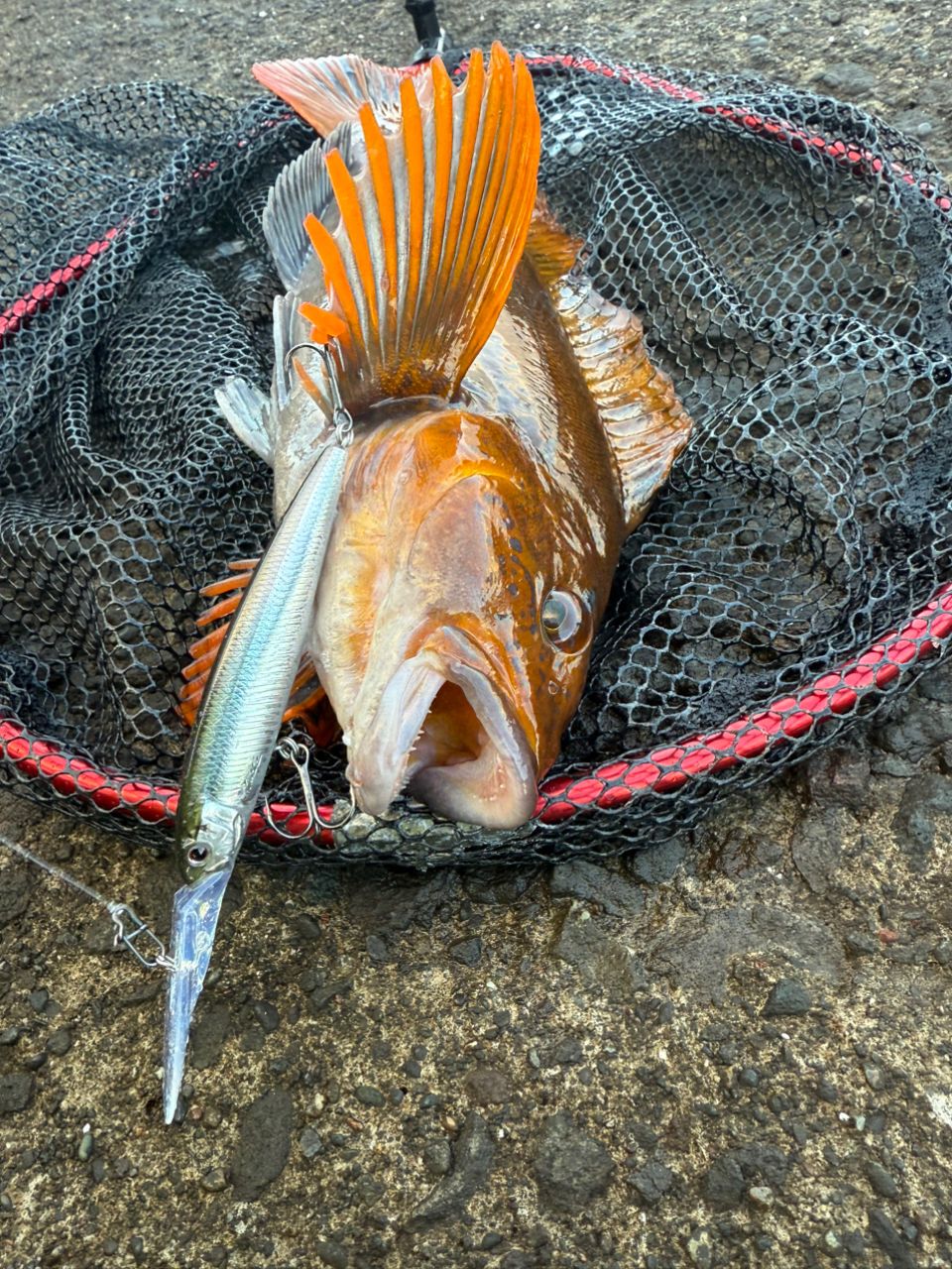 道産子コーディーさんの釣果 2枚目の画像