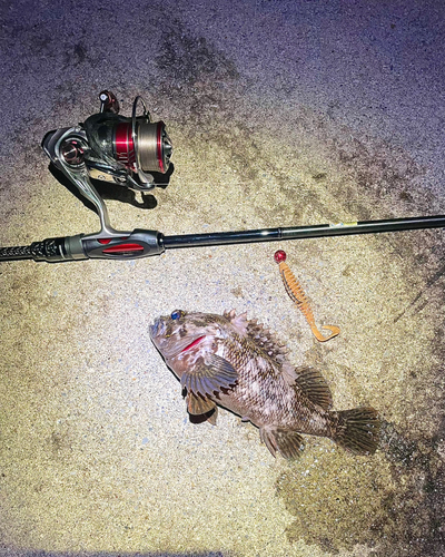 オウゴンムラソイの釣果