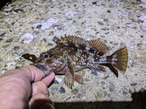 カサゴの釣果