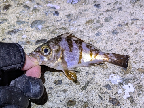 メバルの釣果