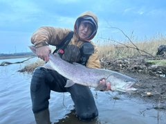 イトウの釣果