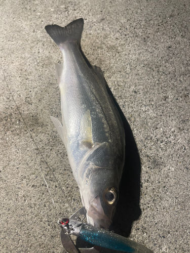 セイゴ（マルスズキ）の釣果