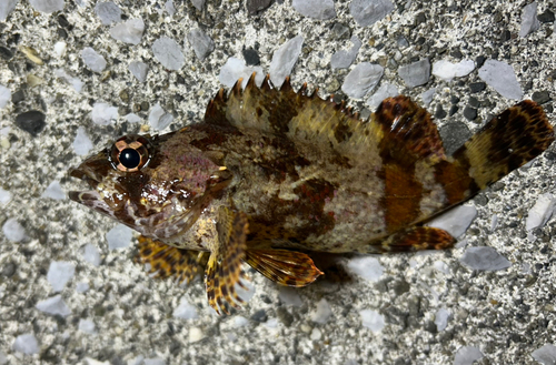 ヨロイメバルの釣果