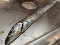 タチウオの釣果