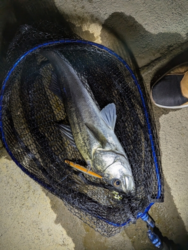 シーバスの釣果