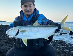 ヒラマサの釣果