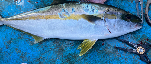 ヒラマサの釣果