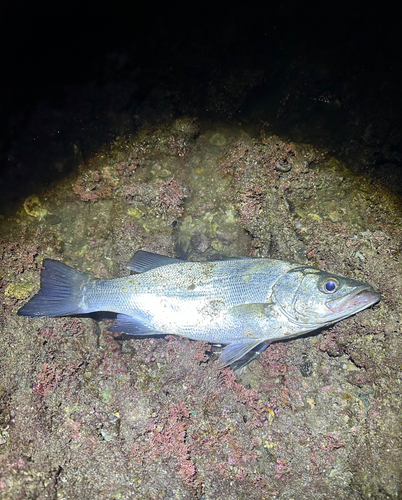 ヒラスズキの釣果