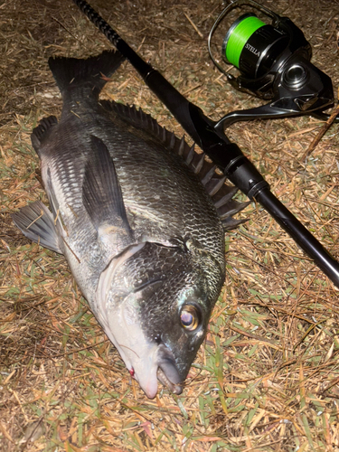 クロダイの釣果