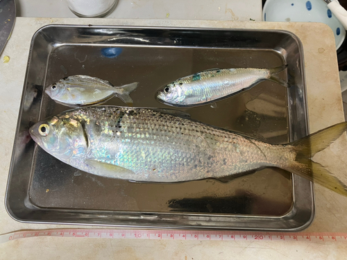 コハダの釣果